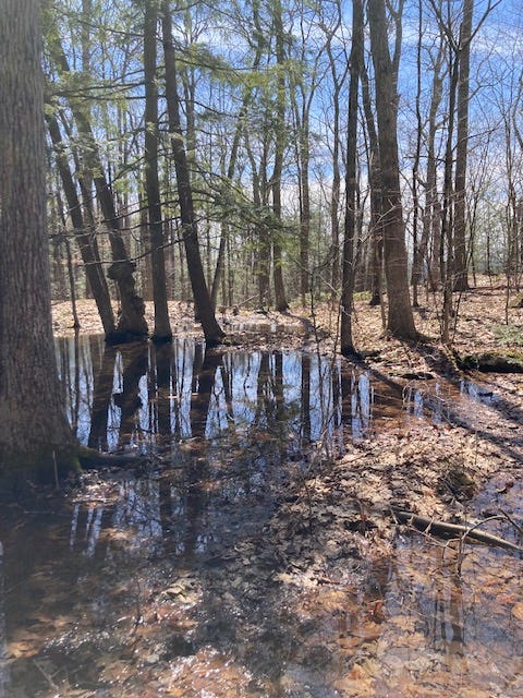 Image of a vernal pool in a forest.