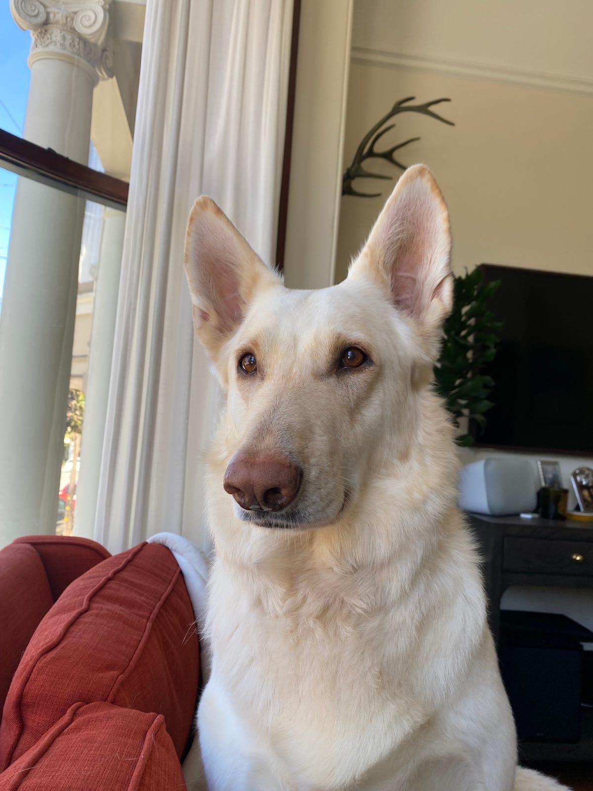 Profile photo of Lola, a large white German Shepherd mix, looking wistfully out a window.