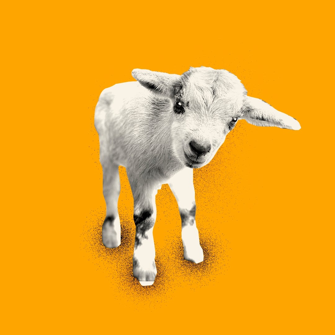 A baby goat. Illustration by Shannon Loys.