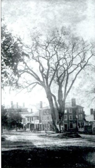 black and white photo of towering elm tree with three-story chimneyed building behind