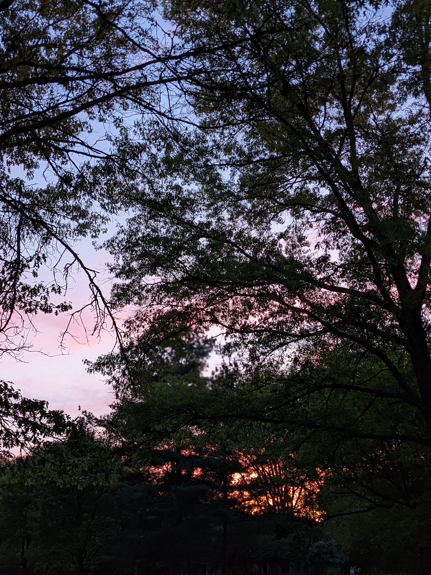 a sunset in the spring with trees in the foreground
