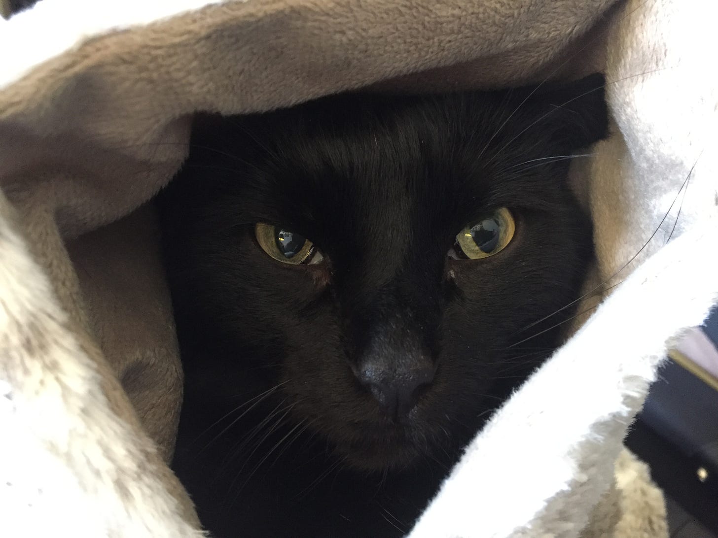 A black cat with green eyes swaddled in a blanket.