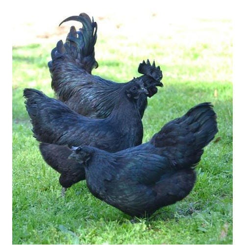 Kadaknath chicken - IAS4Sure