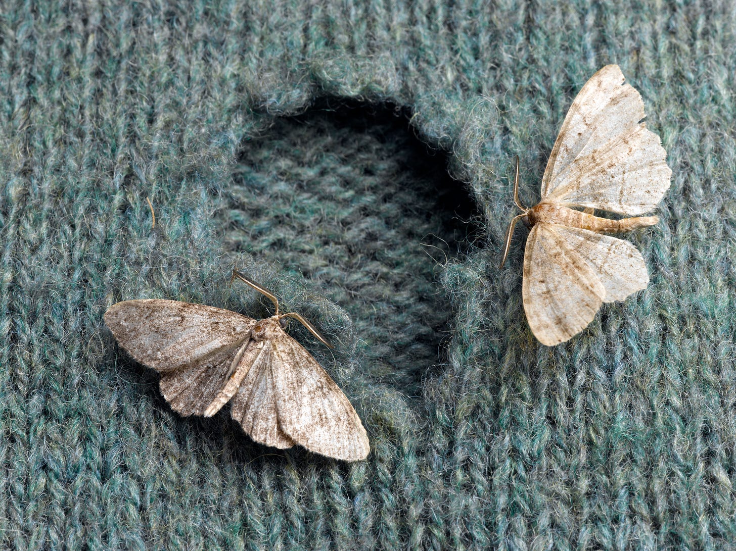 Two moths on a sweater with a hole in it. 