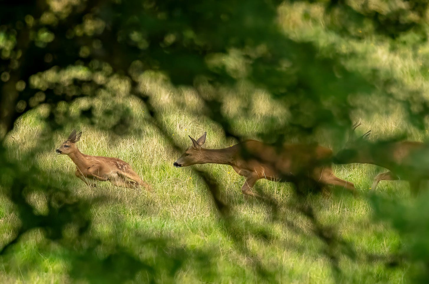 Photo of a roe deer kid being chased by its mother and a buck, photographed by Rhiannon Law