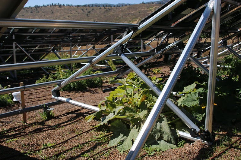 Squash plants shaded by solar panels