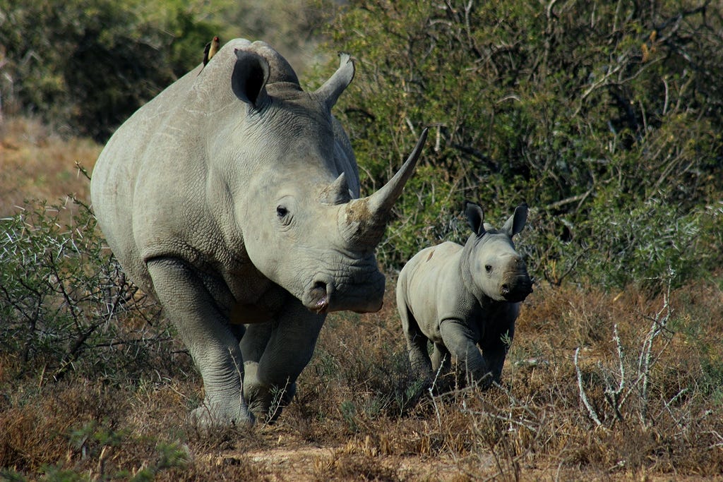 Mother rhino and calf