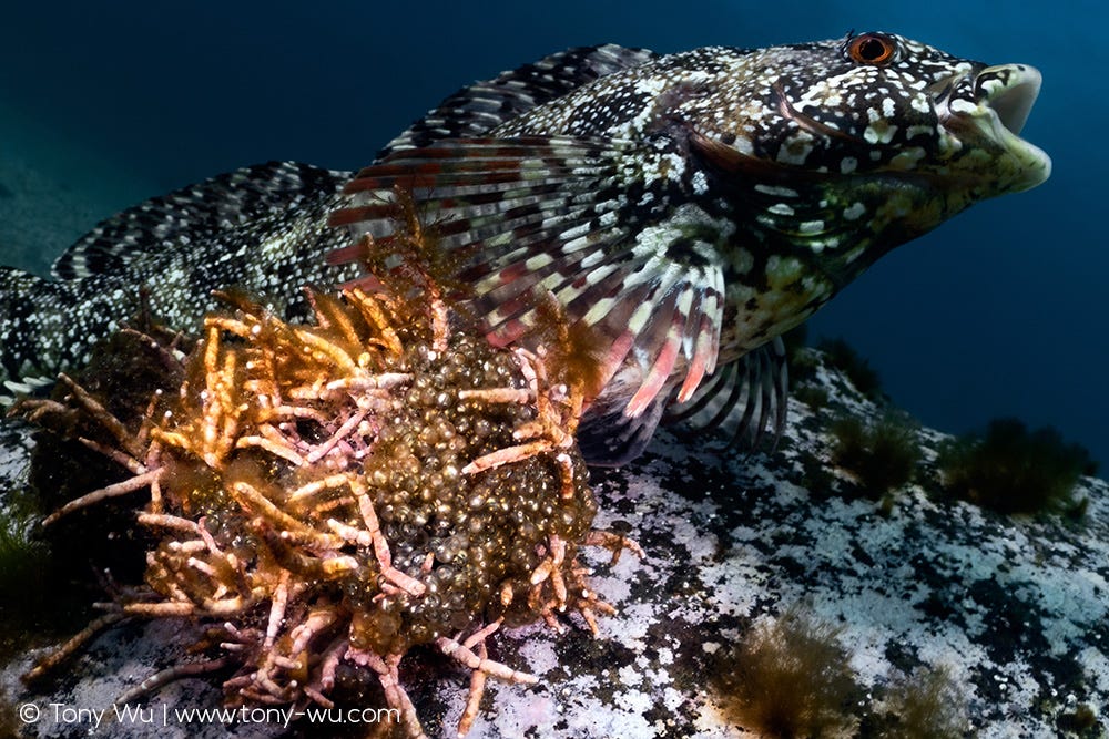 Spotty-bellied greenling protecting eggs, Hexagrammos agrammus