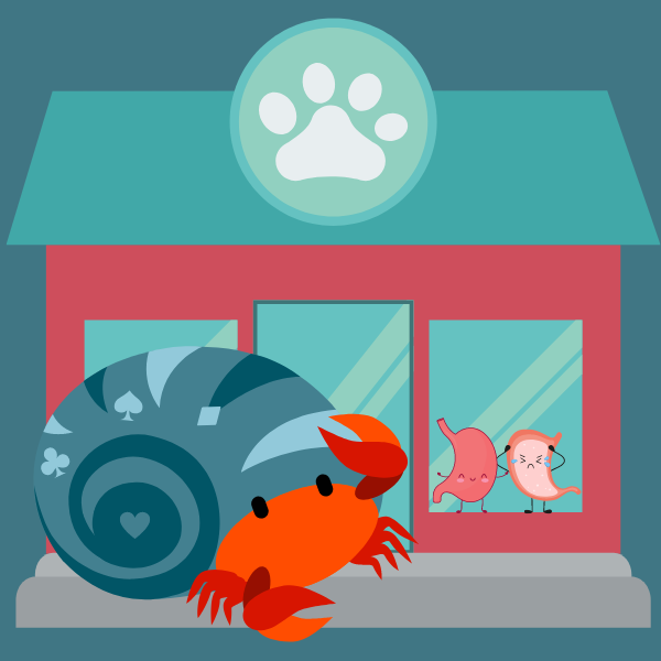 Pet Adoption Application Hermit Crab Essay