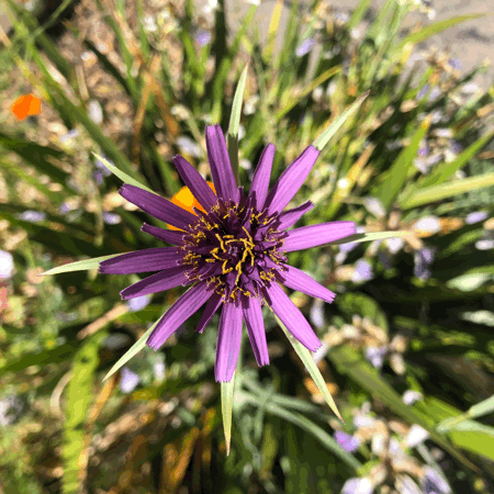 An animated photo loop of a purple salsify or tragopon or Jerusalem star flower bopping in the breeze.