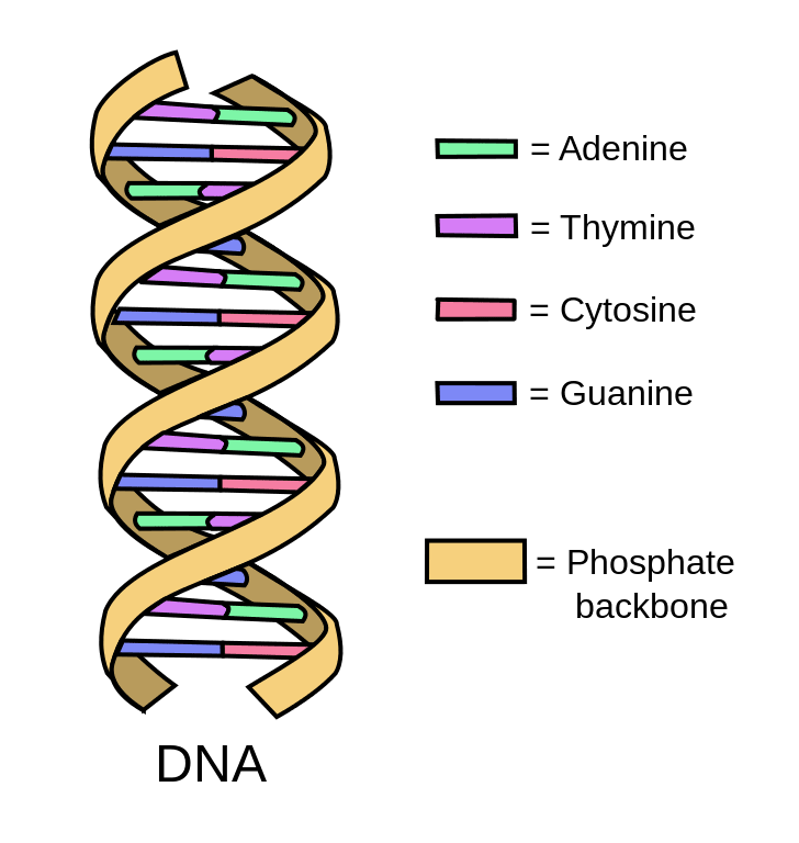 File:DNA simple2.svg - Wikimedia Commons