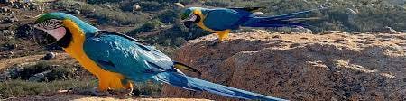 Free Range Parrots - How captive birds can have freedom