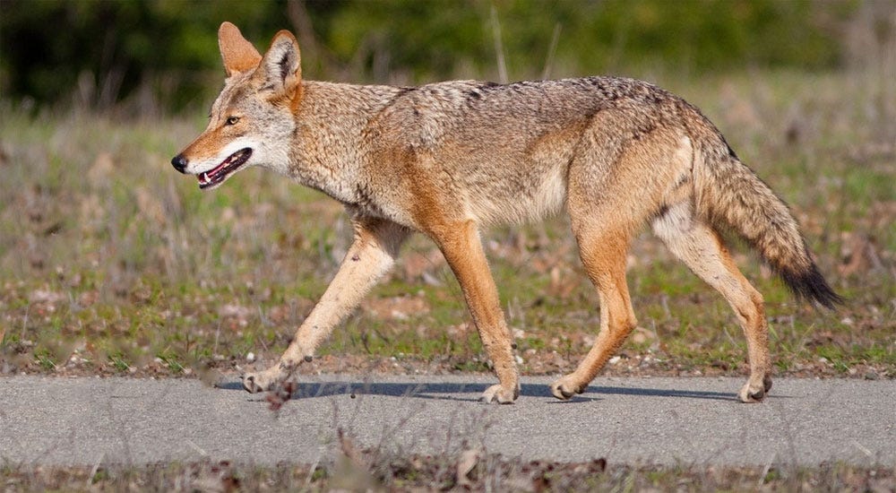 Co-existing with coyotes | The Oshawa Express