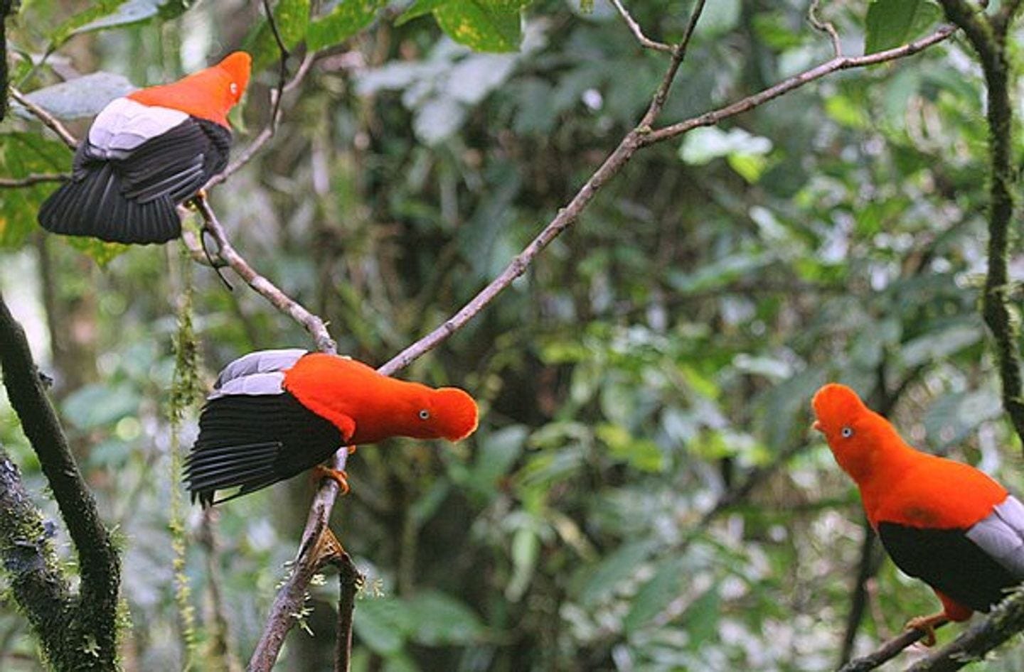 Peter Eriksson och Martina Levin bird photography in Manú, Perú