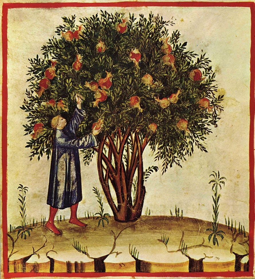 An illustration of a monk picking pomegranates from a tree