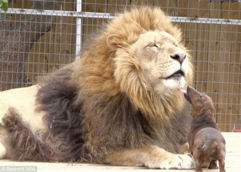 500-Lb. Lion and Dachshund Are Best Friends - Life With Dogs