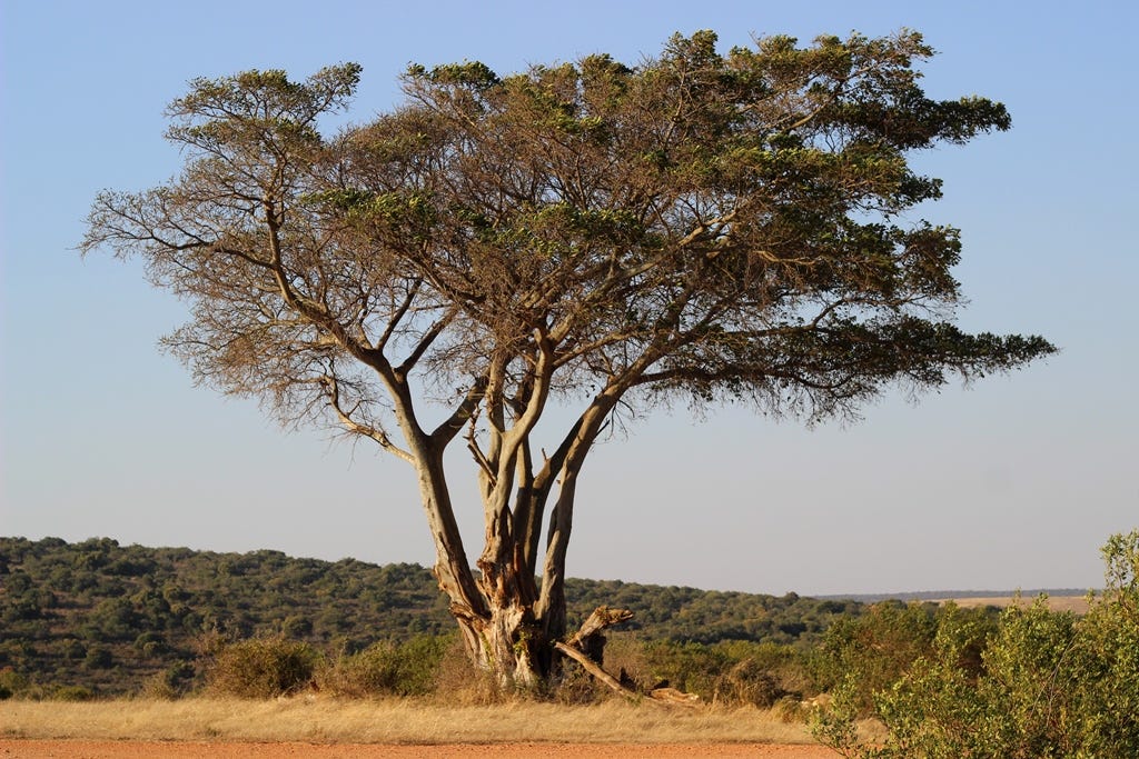 Harvey's Tree