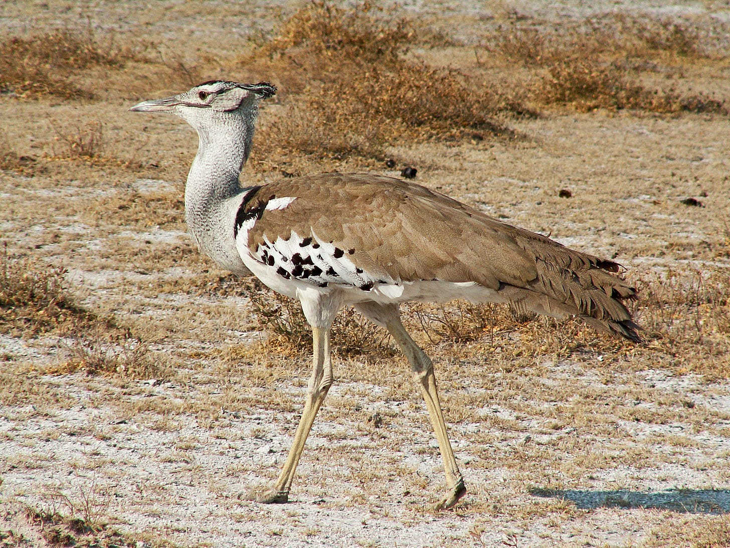 Kori bustard - Wikipedia