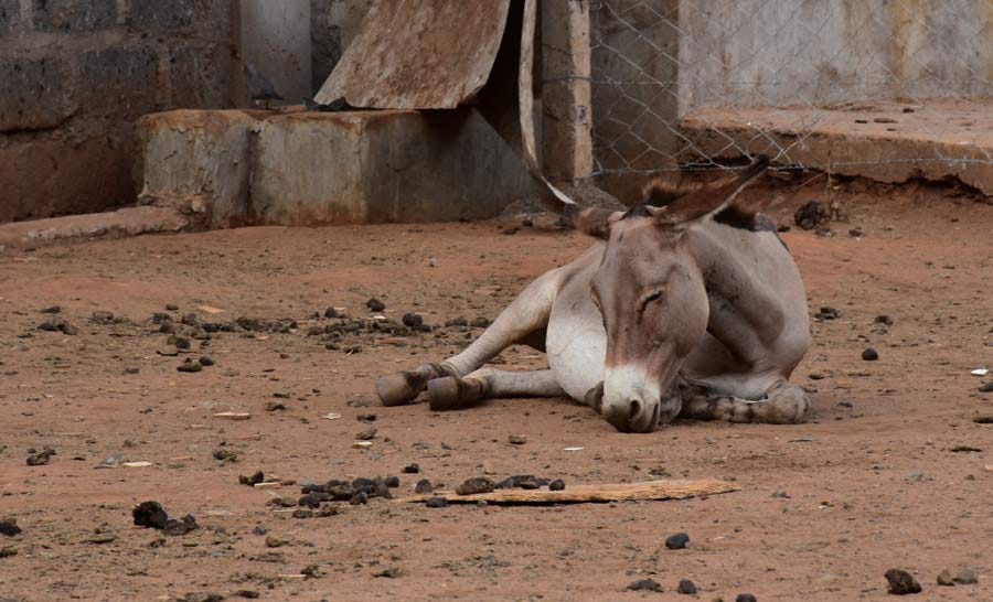 Shocking scale of donkey skin trade uncovered - Horsetalk.co.nz