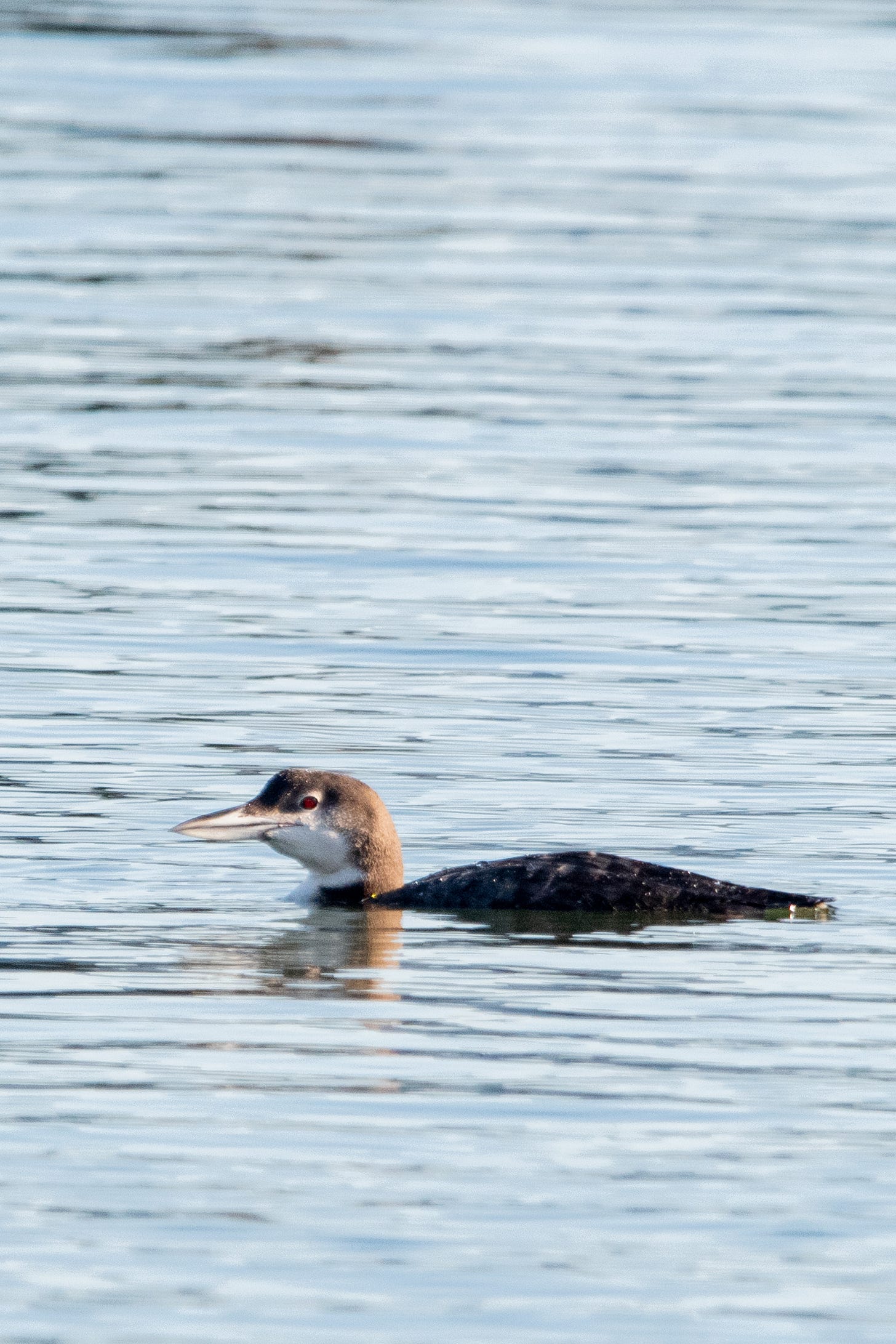 A common loon, with an eye as red and flat as a bicycle reflector, swims in steel-blue water
