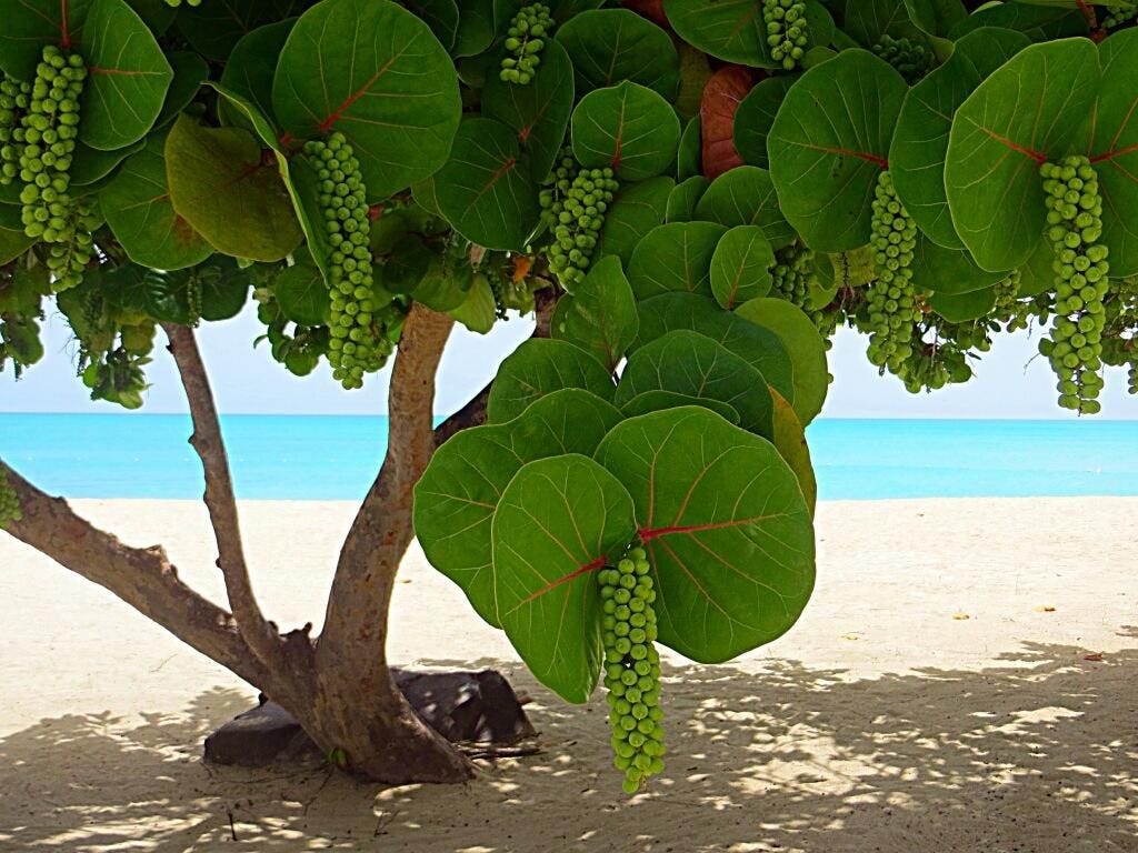 Life In Belize - Picking Sea Grapes - RE/MAX Island Real Estate