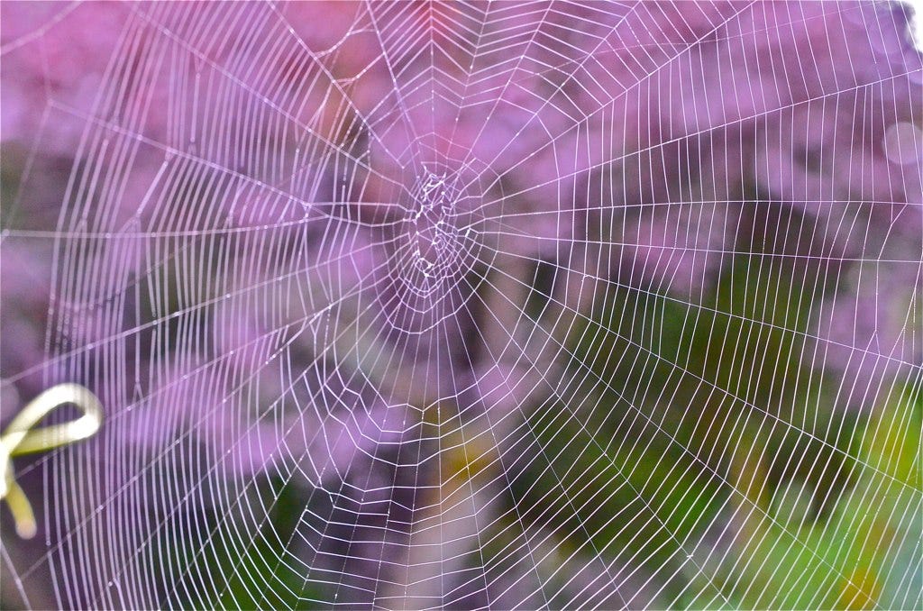 Spiders' Web