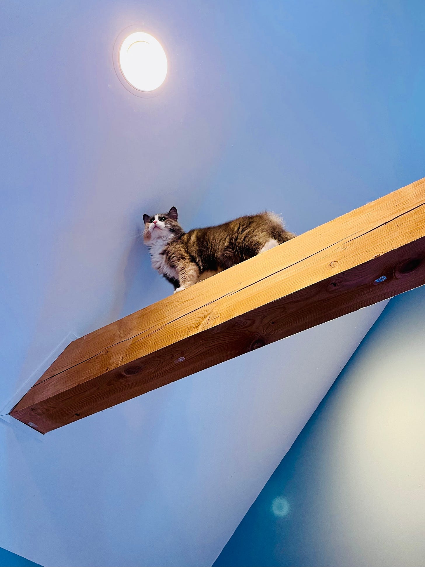 cat on a giant beam up by the ceiling
