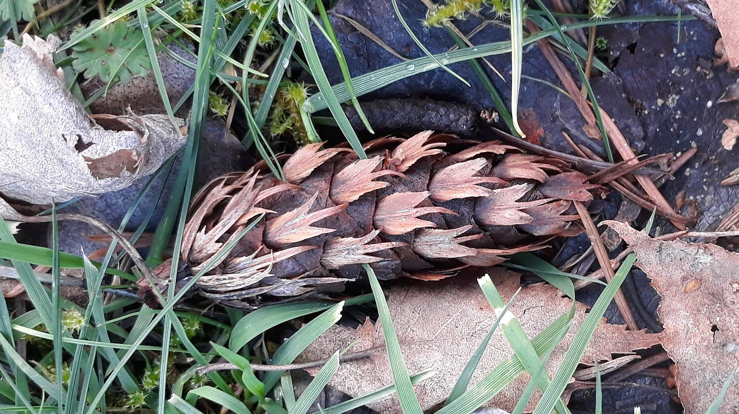 A Douglas fir cone lying on the ground.