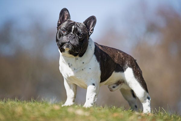 French Bulldog Dog Breed Information