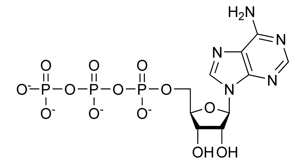 The chemical structure of ATP shows three high energy phosphate bonds.