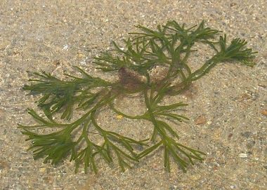 Image result for seaweed japan dead man's