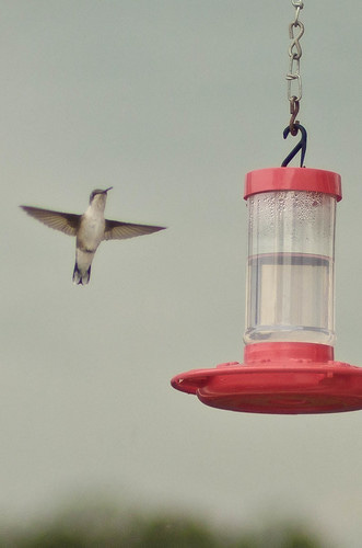 Hummingbird Stalking