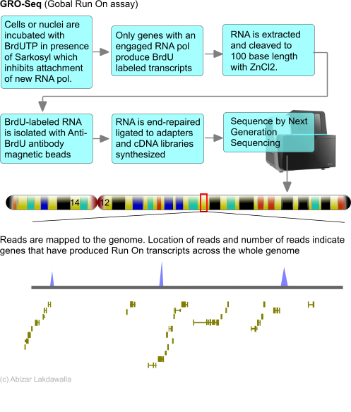 Image result for Global Run-On sequencing