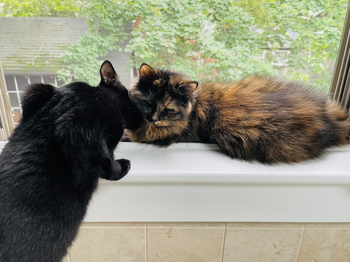 one cat in a window, a kitten stretching up and kissing that window cat's cheek
