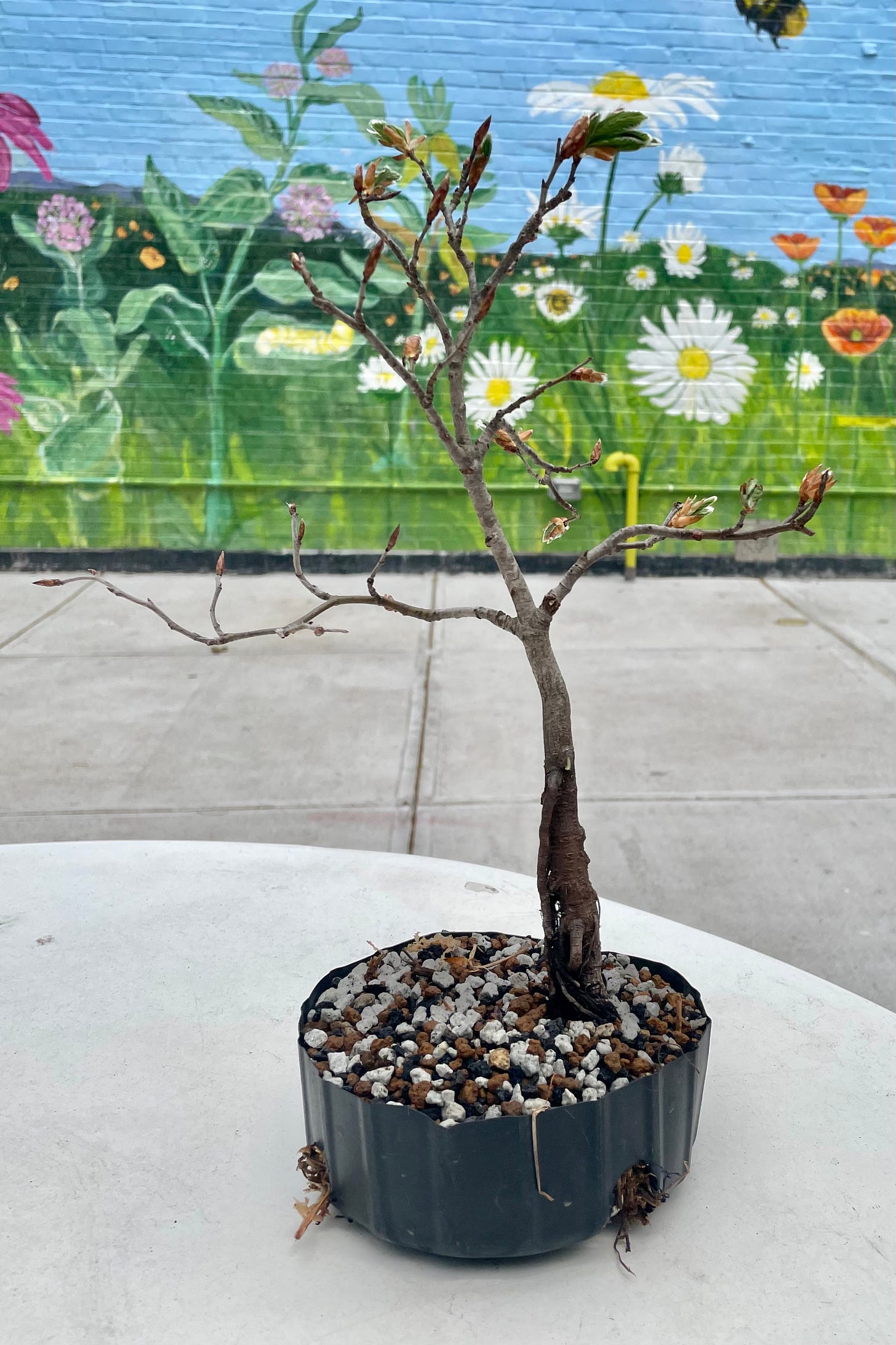 ID: Photo of the beech bonsai tree in its new pot with fresh bonsai soil, pictured outside at the restaurant where my trees live.