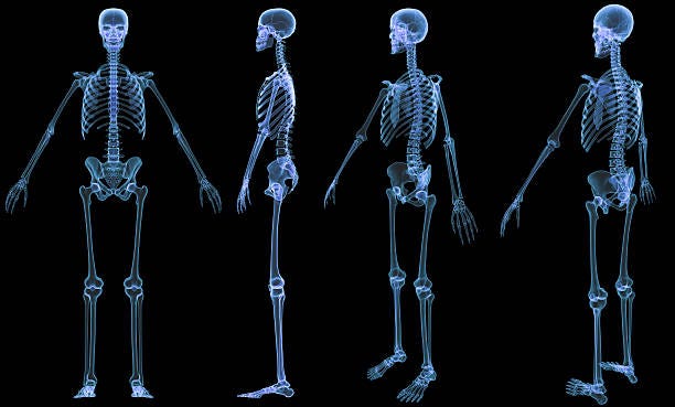 584 Full Body Xray Stock Photos, Pictures & Royalty-Free Images - iStock