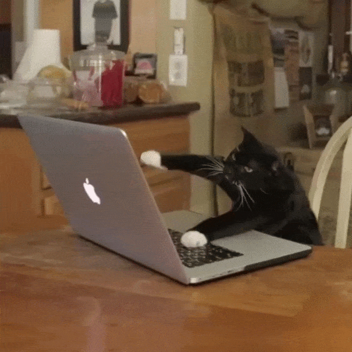 Black and white cat typing on a laptop