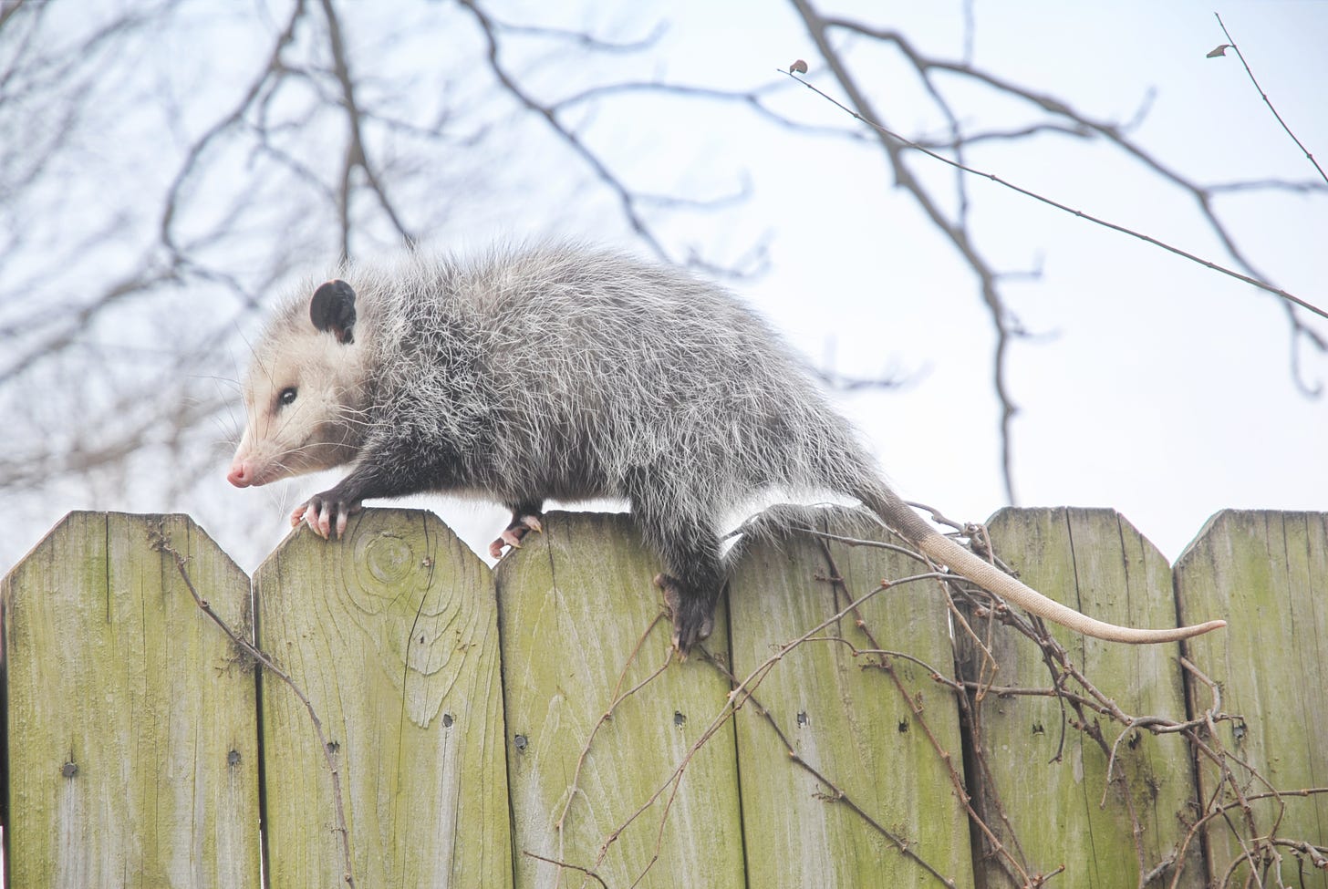 Opossum on a fence on cloudy day