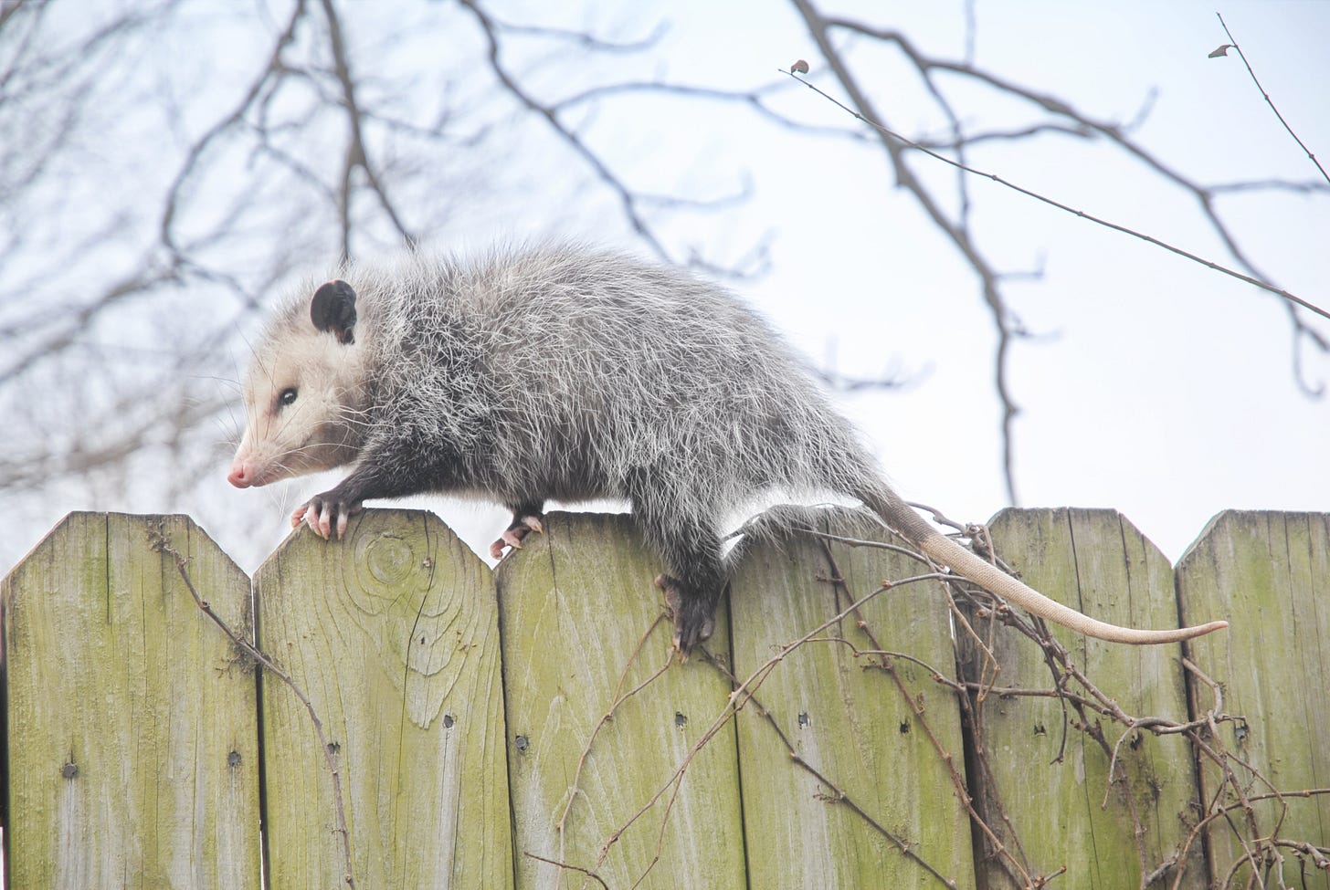 Opossum on a fence on cloudy day Opossum on a fence on cloudy day