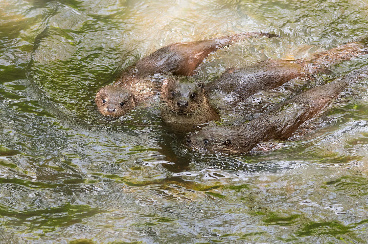 Photo of a female otter with two cubs swimming in a river