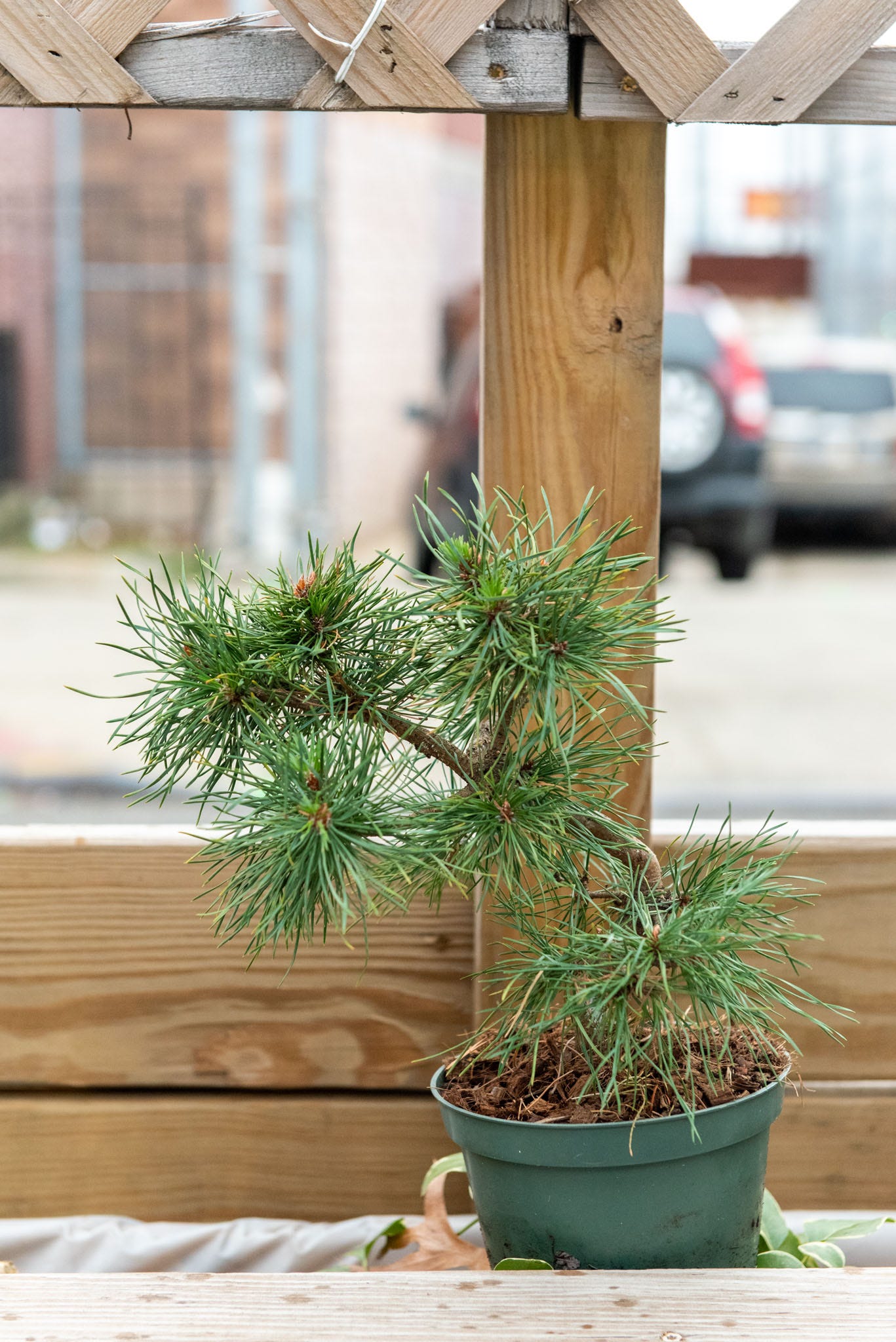 ID: Photo of Scots pine pre bonsai showing a swerving trunk with three sets of brancges