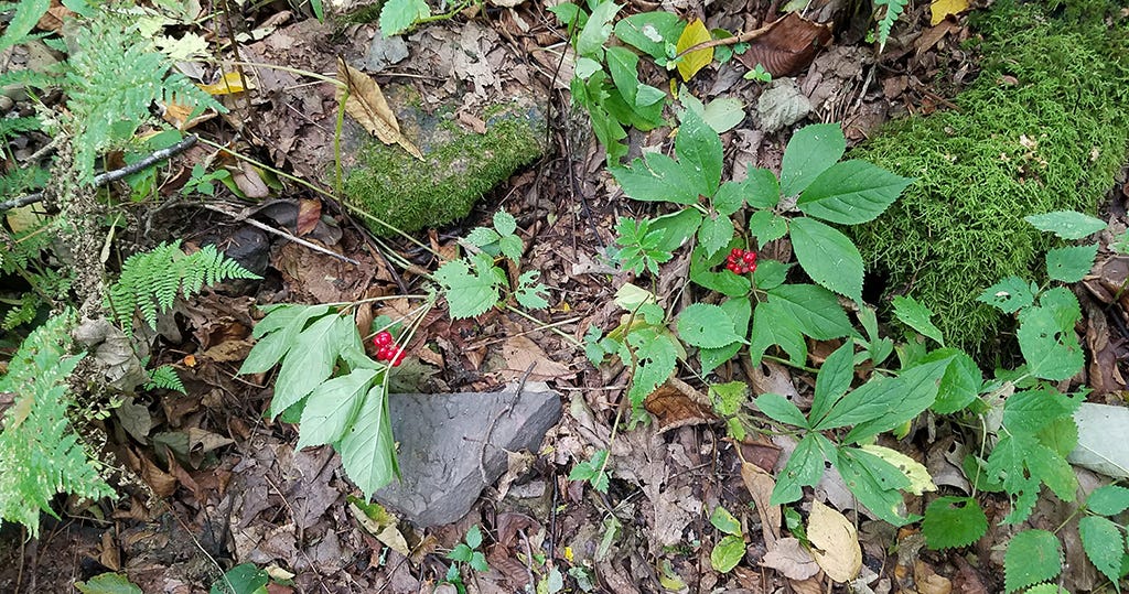 American Ginseng in the wild