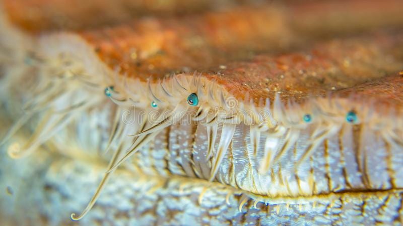 Details of King Scallop. Loch Carron, Scotland. Abstract macro details of the eyes of a Great or King Scallop, Pecten maximus, at Flame Shell Point. Muck diving royalty free stock image