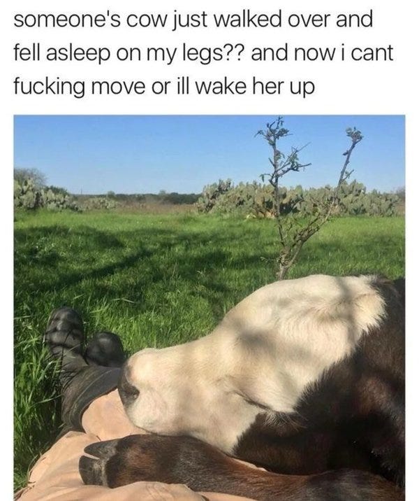 A calf resting on a calf. - Credit: Reddit/u/dmt_burrito