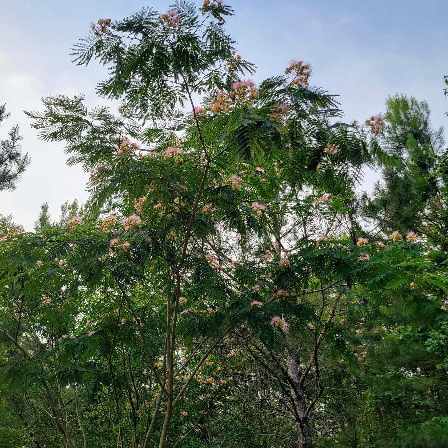 Green mimosa trees are blooming a burst of fireworks-like pink set upon the blue Tennessee sky