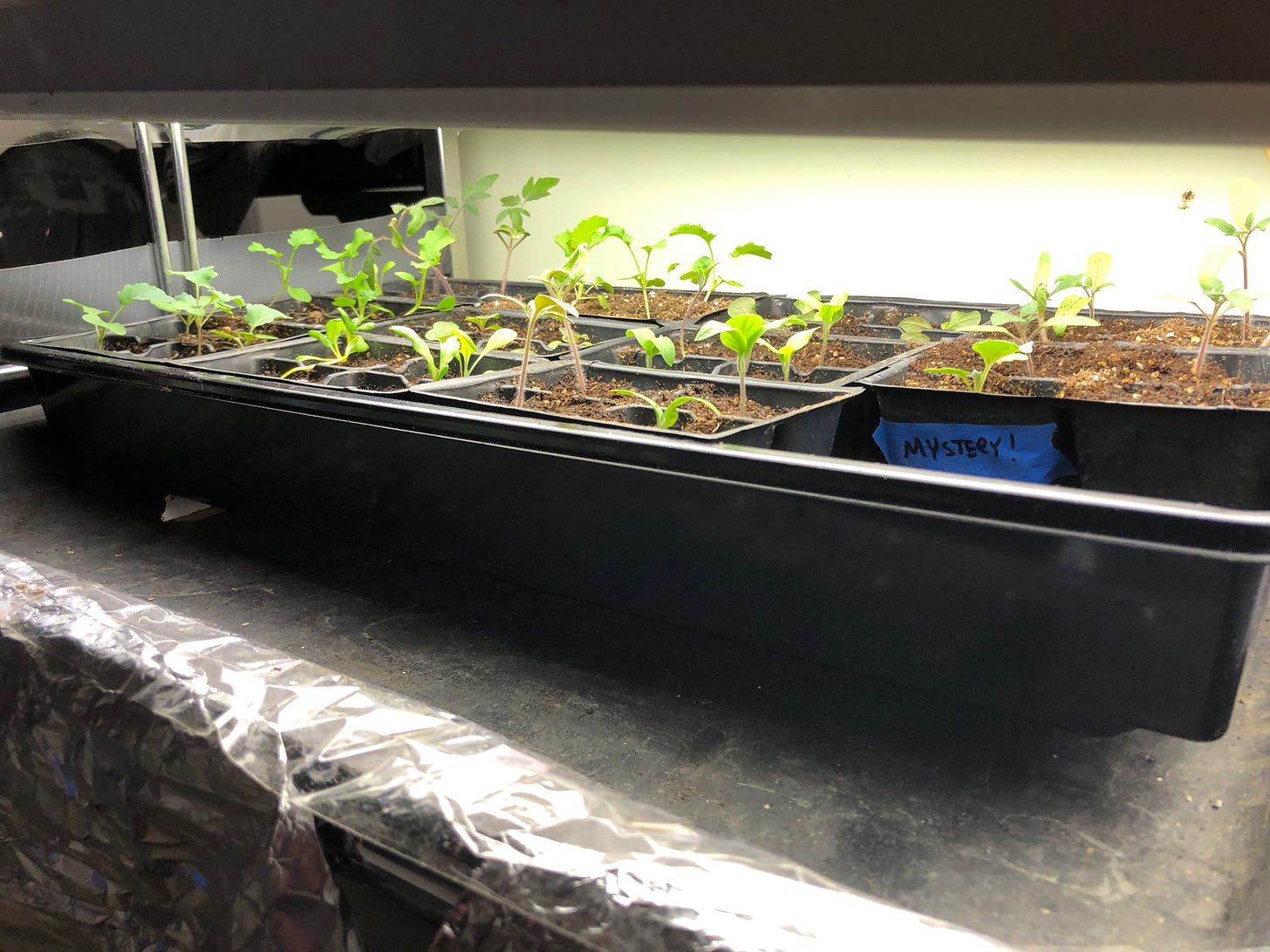 A seedling tray full of small plants under a grow light. One of the cels has a piece of tape that has "Mystery!" written on it.