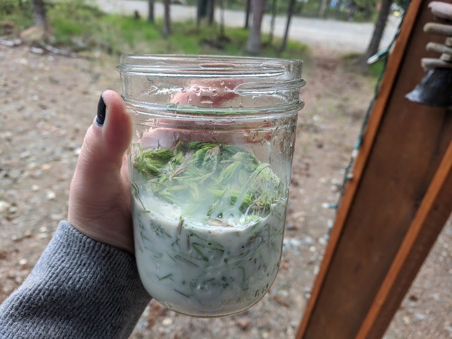 a jar of spruce tips immersed in oatmilk