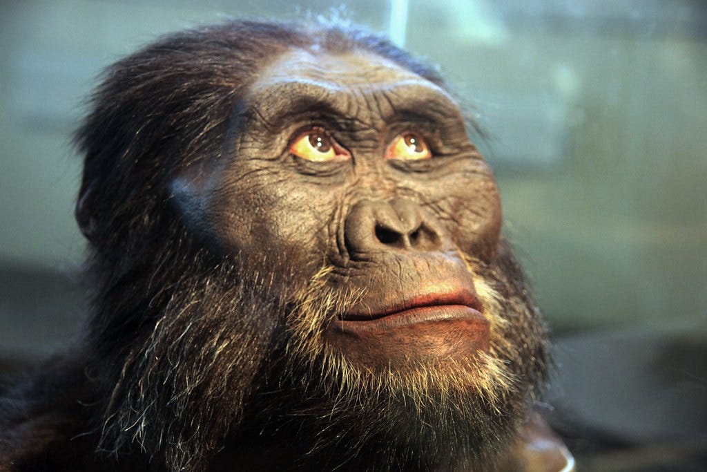 Australopithecus afarensis adult male - head model - Smith… | Flickr