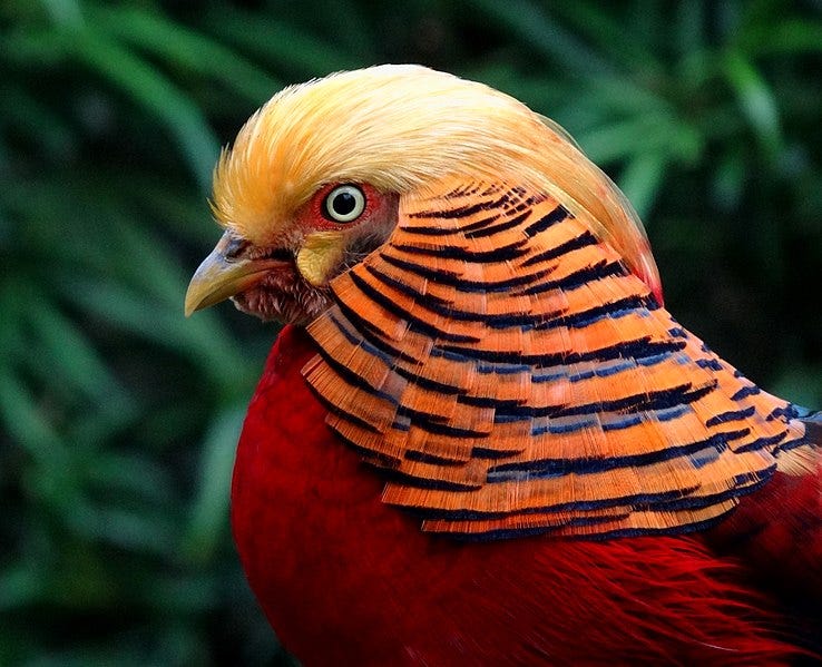 File:Portrait of a Golden Pheasant.JPG