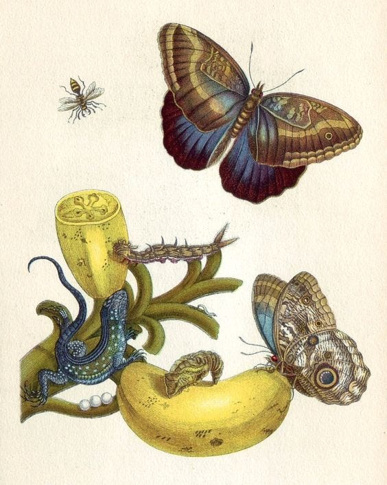 Metamorphosis insectorum Surinamensium Maria Sibylla Merian - ART - Illustration